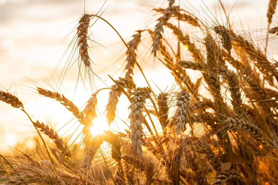 Reife Ähren vor einem Sonnenuntergang.