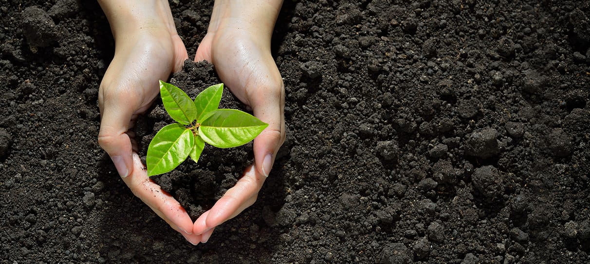 Zwei Hände halten einen Pflanzensprössling mit Erde. Im Hintergrund ist ebenfalls Erde zu sehen.