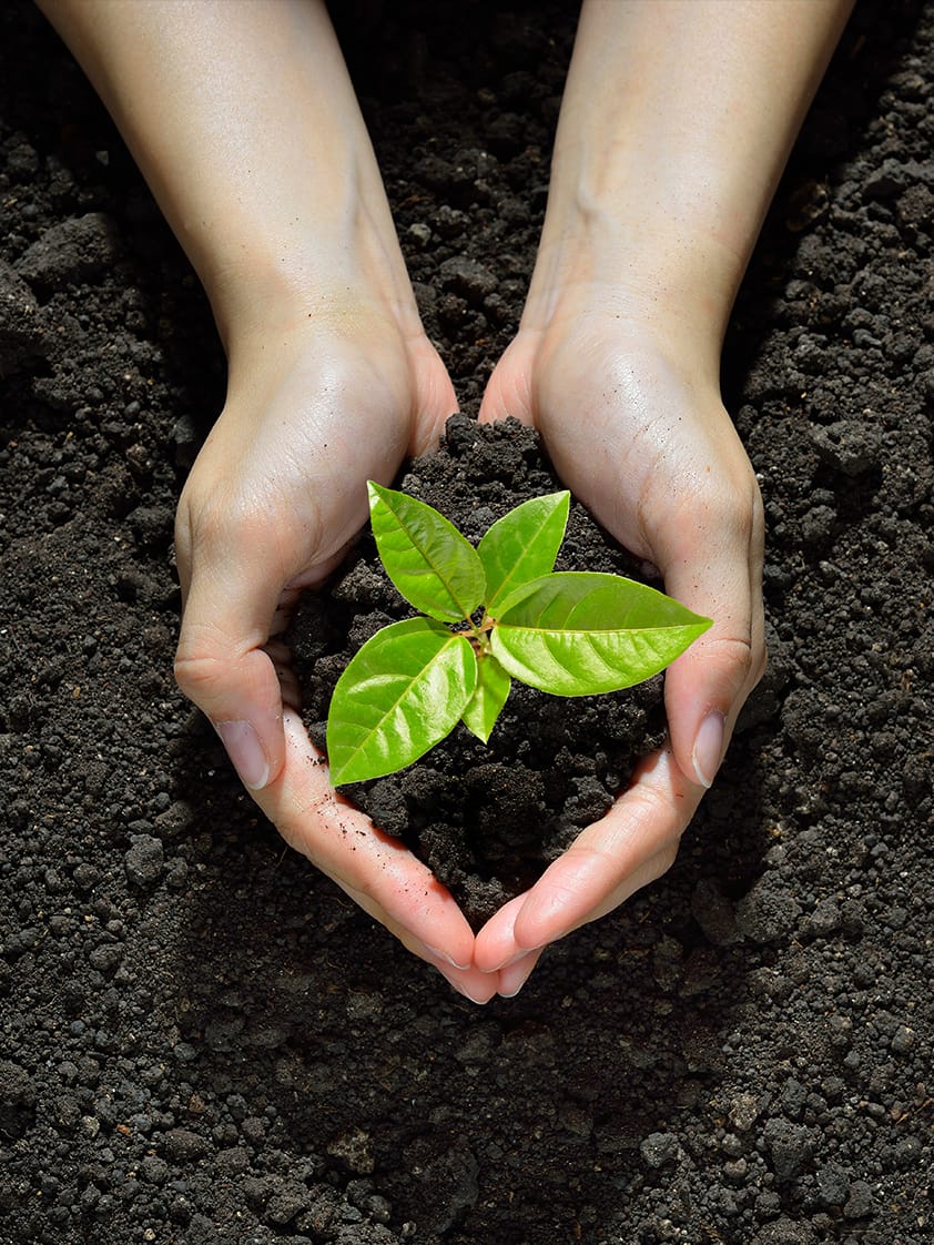 Zwei Hände halten einen Pflanzensprössling mit Erde. Im Hintergrund ist ebenfalls Erde zu sehen.